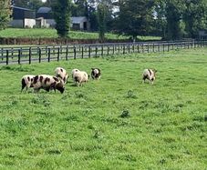 Sheep