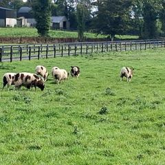 Sheep
