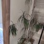 Large  plant fir sale Image 3