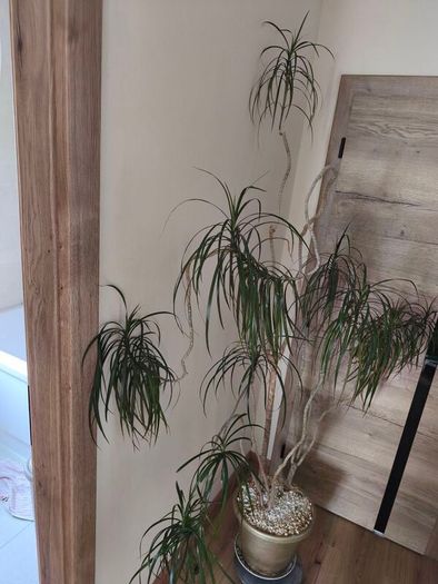 Large  plant fir sale