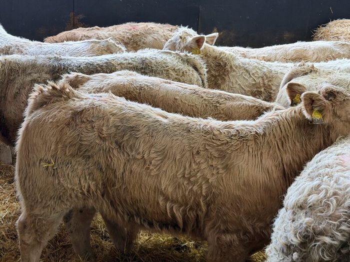 Charolais Bull Calves