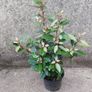 Elaeagnus Ebbengei - Coastal Hedging Image 8