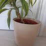 Lemon Lime Dracaena indoor plant with ceramic pot Image 3