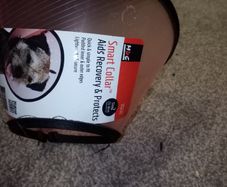 Dog cone