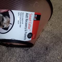Dog cone