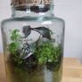 glass terrarium containing philodendron Pink Princess Image 3