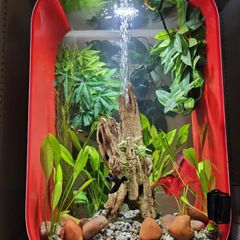 Biorb Life 60L fish tank