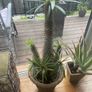 cactus Image 2