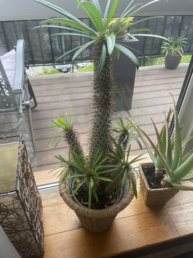 cactus