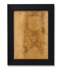 Framed snake skin 5 Available