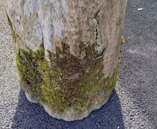 Garden stump