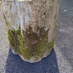 Garden stump