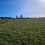 Hoggets Image 7