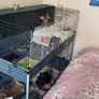 Large Rabbit Cage Image 5