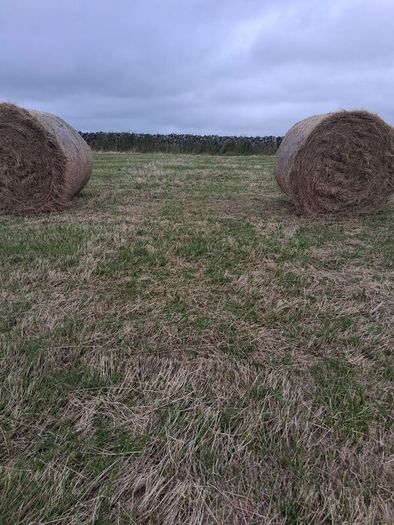 Hay Bales for Sale
