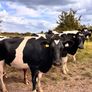 Pedigree In-calf British Friesian Heifers Image 3
