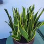 Sansevieria planter Image 2
