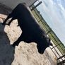 Pedigree Angus bull Image 3