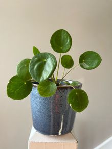 Chinese money plant