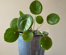 Chinese money plant