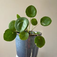 Chinese money plant