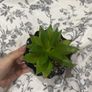 fake cactus Image 2