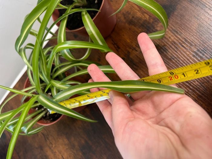 Small curly leaf spider plant house plant