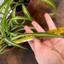 Small curly leaf spider plant house plant Image 3