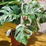 Monstera Deliciosa Variegata in 15cm pot and 50cm in height #1 Image 2