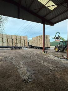Looking for hay in round bales