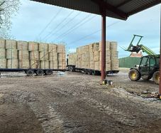 Looking for hay in round bales