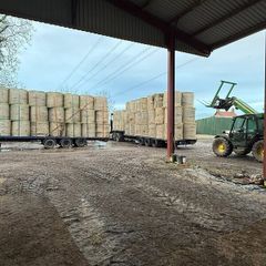 Looking for hay in round bales
