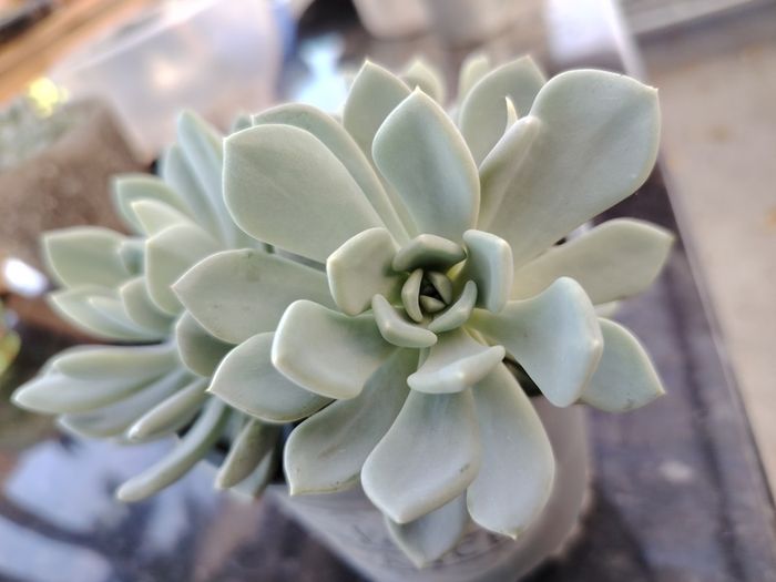Succulent