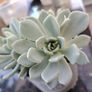 Succulent Image 3