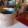 70cm monstera in wicker pot Image 5