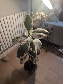 plant and pot