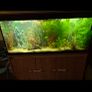 fish tank fluval roma 240l Image 3