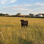 Cattle Image 3