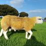 3 SIS PBR Texel Ram Lambs Image 3