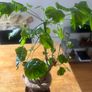 plant bonsai Image 5