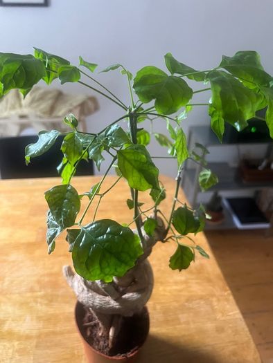plant bonsai
