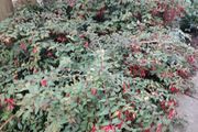 Fuchsia plants