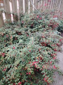 Fuchsia plants