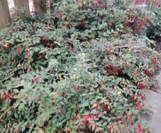 Fuchsia plants