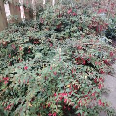 Fuchsia plants