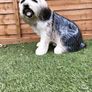 Large old english sheepdog Image 4