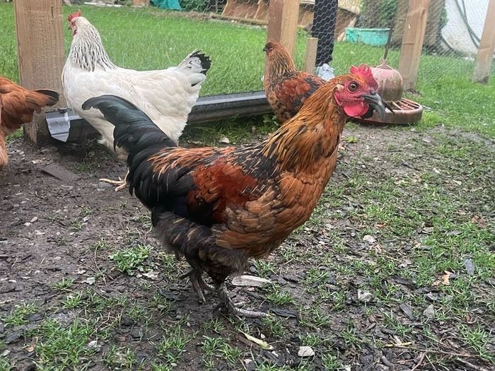 Roosters
