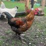 Roosters Image 3