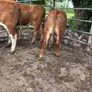 Cattle Image 7