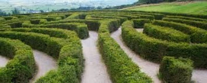 Yew Hedging 2ft just 5 euro